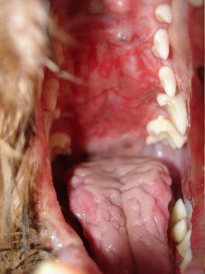 Autoimmunerkrankung Kromfohrländer - Entzündungen im Maul, am Gumen und  an der Zunge
